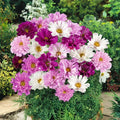 Double Click Mixed Cosmos Seeds - 200+ Pack for Garden Planting - Cosmos bipinnatus - USA