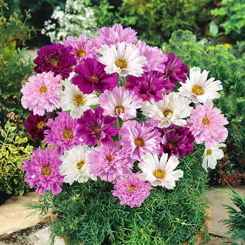 Double Click Mixed Cosmos Seeds - 200+ Pack for Garden Planting - Cosmos bipinnatus - USA