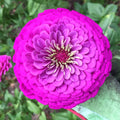 Purple Prince Zinnia Seeds | Giant Lavender Violet Pink Flower Seeds | Zinnia elegans
