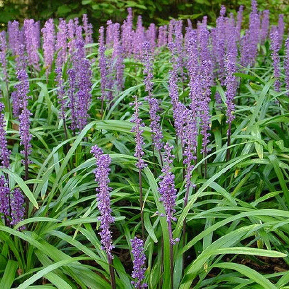 Flowering Ornamental Border Grass Plants - Liriope Ground Cover - 25+ Plants - US Seller