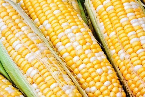 Sweet Corn Seeds - Temptess Variety - Fresh Organic Seeds - Zea mays