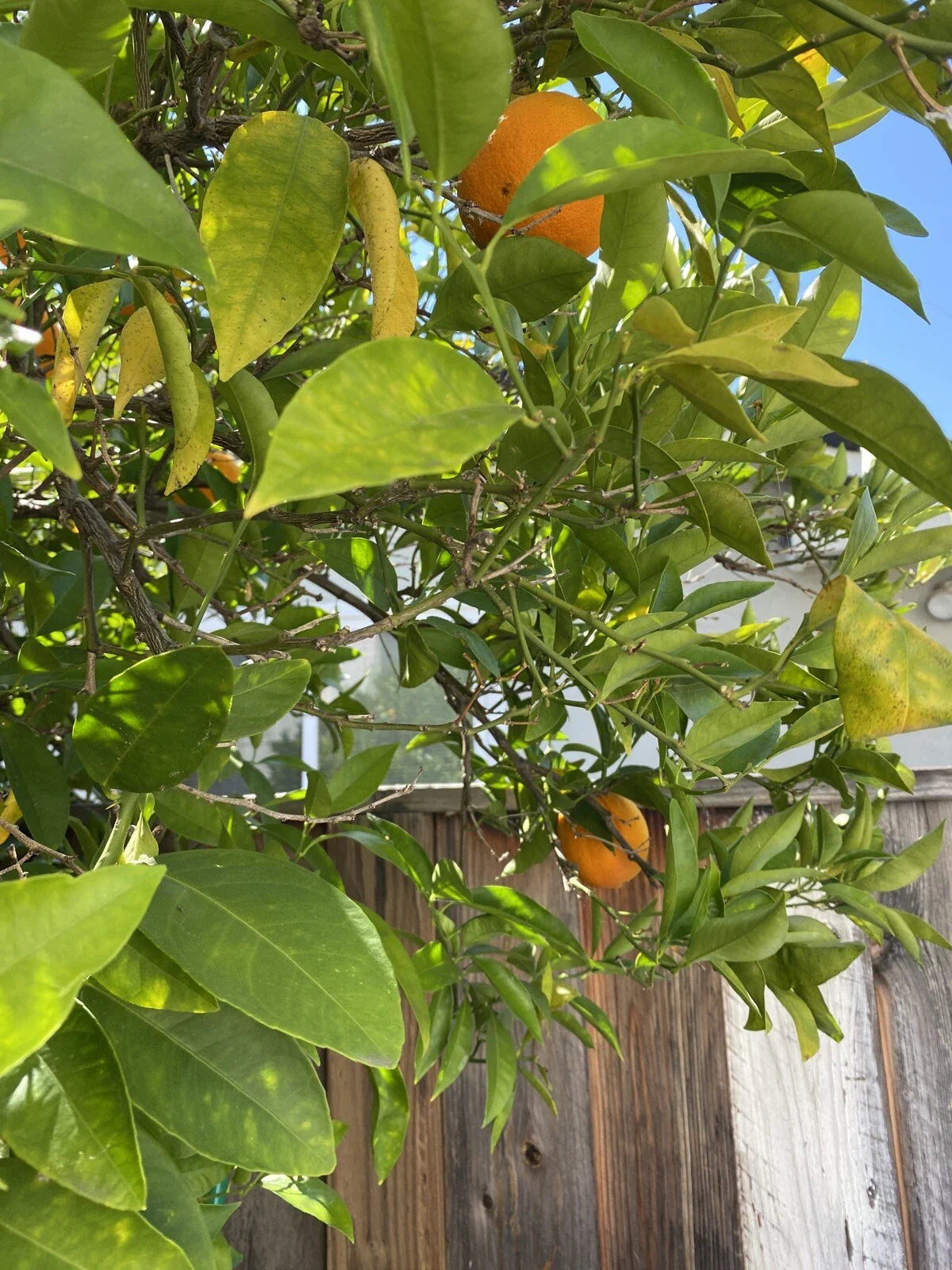 Washington Navel Orange Cuttings - 6 Un-rooted Plant Propagation - Citrus sinensis