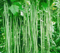Yard Long Bean Seeds - 50 Seeds - Asparagus Bean, Snake Bean, Chi - Ideal for Planting