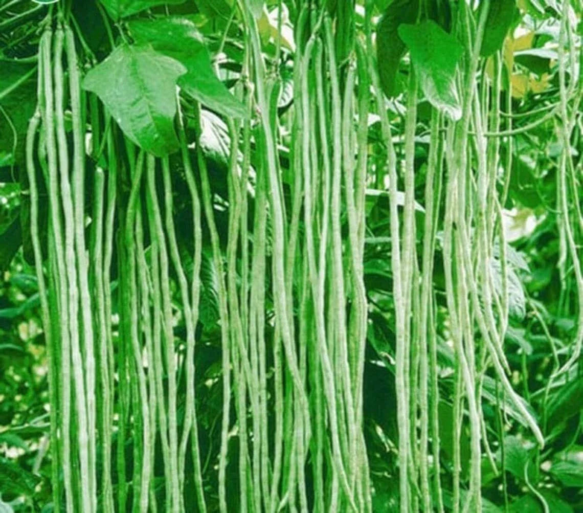 Yard Long Bean Seeds - 50 Seeds - Asparagus Bean, Snake Bean, Chi - Ideal for Planting