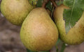 Josephine de Malines Pear Seeds - 25+ Premium Seeds for Garden Planting - Pyrus communis - USA