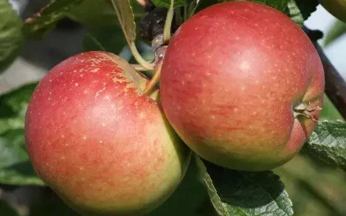Braeburn Apple Seeds - 25 Seeds for Garden Planting - Malus domestica - USA