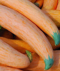 North Georgia Candy Roaster Seeds - 10 Seeds for Planting - Heirloom Variety - Cucurbita maxima