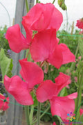 Nozaki Cerise Sweet Pea Seeds - 50+ Pack for Garden Planting - Lathyrus odoratus - USA Grown, Free Shipping