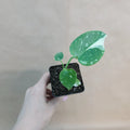 Monstera Thai Constellation 3" Pot | Rare Variegated Indoor Plant | Houseplant | Monstera Deliciosa Variegata