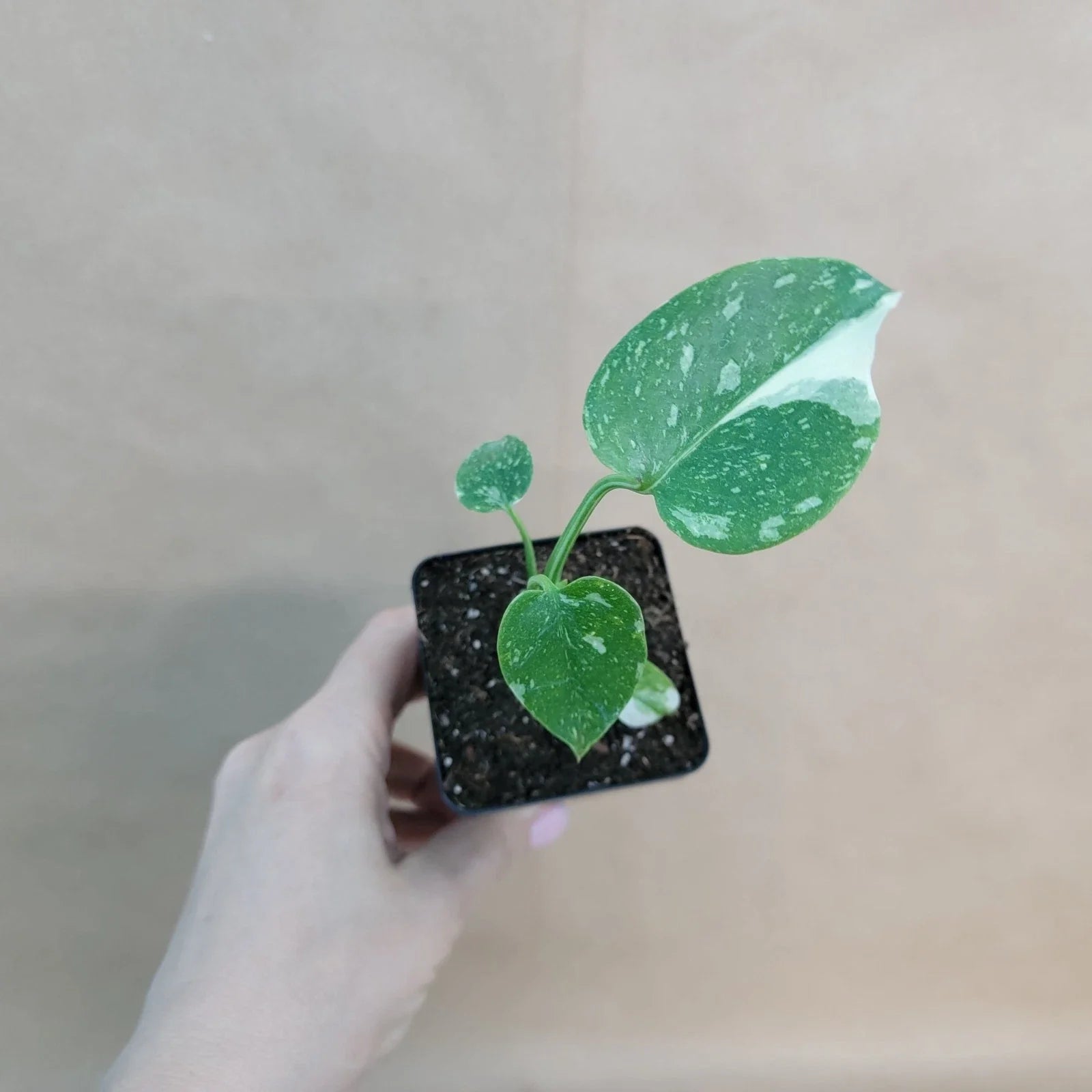 Monstera Thai Constellation 3" Pot | Rare Variegated Indoor Plant | Houseplant | Monstera Deliciosa Variegata