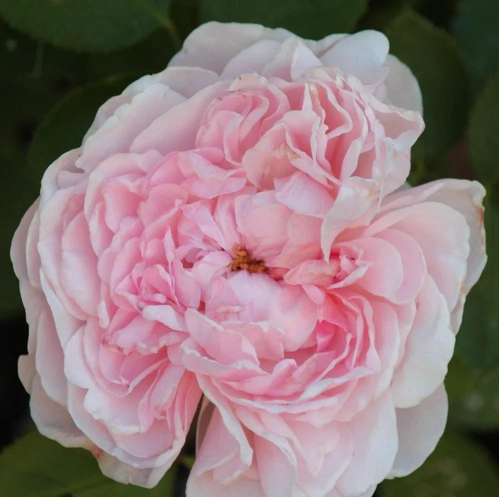 Climbing Rose Plant Cuttings - 3 Fresh Unrooted Cuttings, 6” Long - Auswith Variety (Rosa spp.)