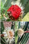Mexican Pitaya Cactus Seeds - 20 Rare Seeds (Stenocereus thurberi) - Organ Pipe Cactus - Unique Desert Plant