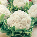 Cauliflower Seeds - Snowball Self Blanching Variety - Brassica oleracea