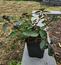 Spearmint Plant in Soil 5" - 8" | Mentha spicata | Aromatic Herb for Culinary and Medicinal Uses