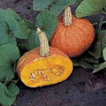 Mooregold Winter Squash Seeds - Fresh Seed for Gardening - Cucurbita maxima