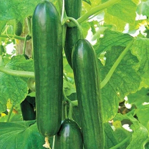 Heirloom Cucumber Seeds - Organic Non-GMO - Ashley Long Variety - Fresh Vegetable Seeds