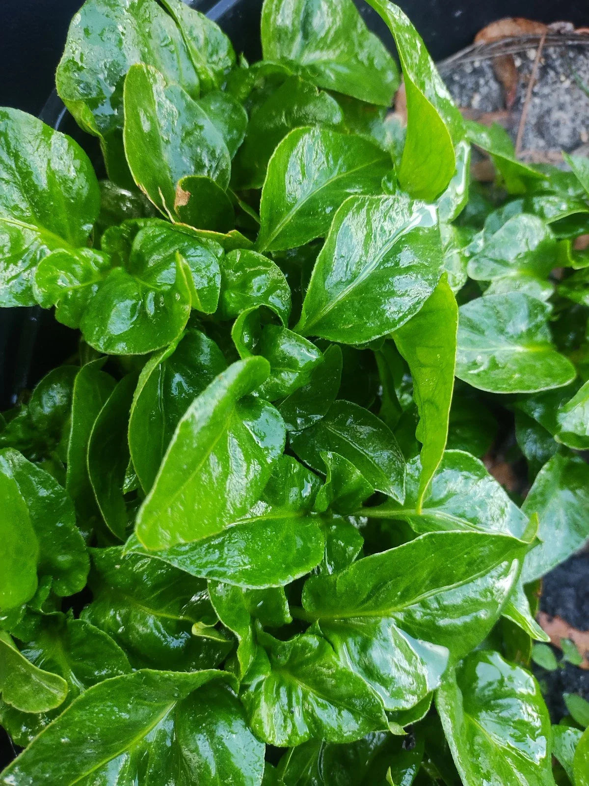 Brazilian Spinach Cuttings - 6 Samba Lettuce Sissoo Spinach (Alternanthera sissoo)