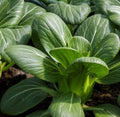 Pak Choi Seeds 600+ Chinese Cabbage Asian Vegetable Leafy Greens Bok Choy (Brassica rapa subsp. chinensis)