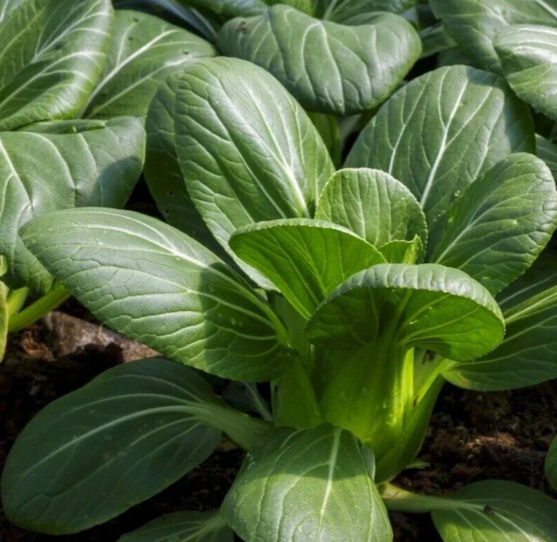 Pak Choi Seeds 600+ Chinese Cabbage Asian Vegetable Leafy Greens Bok Choy (Brassica rapa subsp. chinensis)