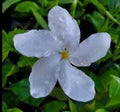 Pinwheel Jasmine Plants 5-7" Tall - 2 Plug Size - Jasminum Genus - Fragrant Evergreen Perennial