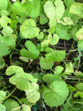 Edible Pennywort Gotu Kola Live Starter Plants - 10 Bare Roots - Vietnamese Rau Ma - Hydrocotyle asiatica