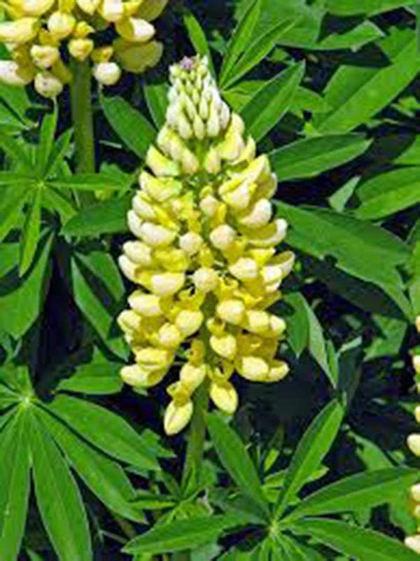 Lupine Seeds, 500 Count, Golden Yellow Flowers, Beautiful Blooms, Lupinus polyphyllus