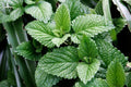 Peppermint Herb Seeds for Planting - 100 Seeds - Mentha × piperita - Aromatic Culinary Herb