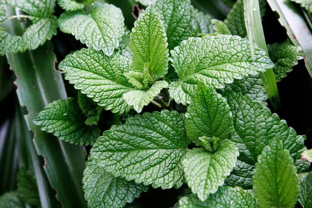 Peppermint Herb Seeds for Planting - 100 Seeds - Mentha × piperita - Aromatic Culinary Herb
