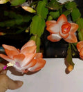 Olivia Peach Orange Holiday Christmas Cactus Cutting 2" - Schlumbergera truncata Rooted Plant