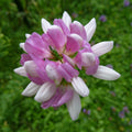 Crown Vetch Seeds - 200 Count - Coronilla varia - Hardy Perennial Ground Cover for Erosion Control and Pollinator Gardens
