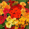 Nasturtium Seeds - Whirlybird Double Mix - Dwarf Multicolor Fragrant Edible - 25 Seeds - Tropaeolum majus