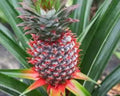 Florida Special Pineapple Plant - 5 Live Starter Plants - Ananas Comosus - Edible Fruit - Perennial for Container Growing