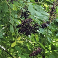 European Black Elderberry Tree Seeds - 300+ Seeds - Sambucus nigra - Organic, Non-GMO, Heirloom