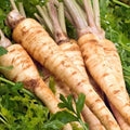 Hamburg Parsley Seeds 1000+ Rooted Vegetable Garden Plants, Petroselinum crispum, Hearty Flavor for Culinary Use