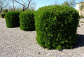Dodonaea viscosa Green Hopseed Bush Seeds - 30 Count, Hardy Shrub for Landscaping, Drought-Tolerant Plant