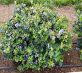 Top Hat Dwarf Blueberry Starter Plant - Live Plant - Vaccinium corymbosum - No Pot Included