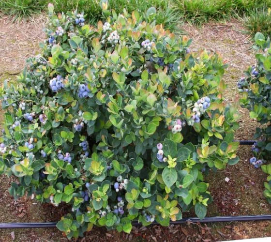 Top Hat Dwarf Blueberry Starter Plant - Live Plant - Vaccinium corymbosum - No Pot Included