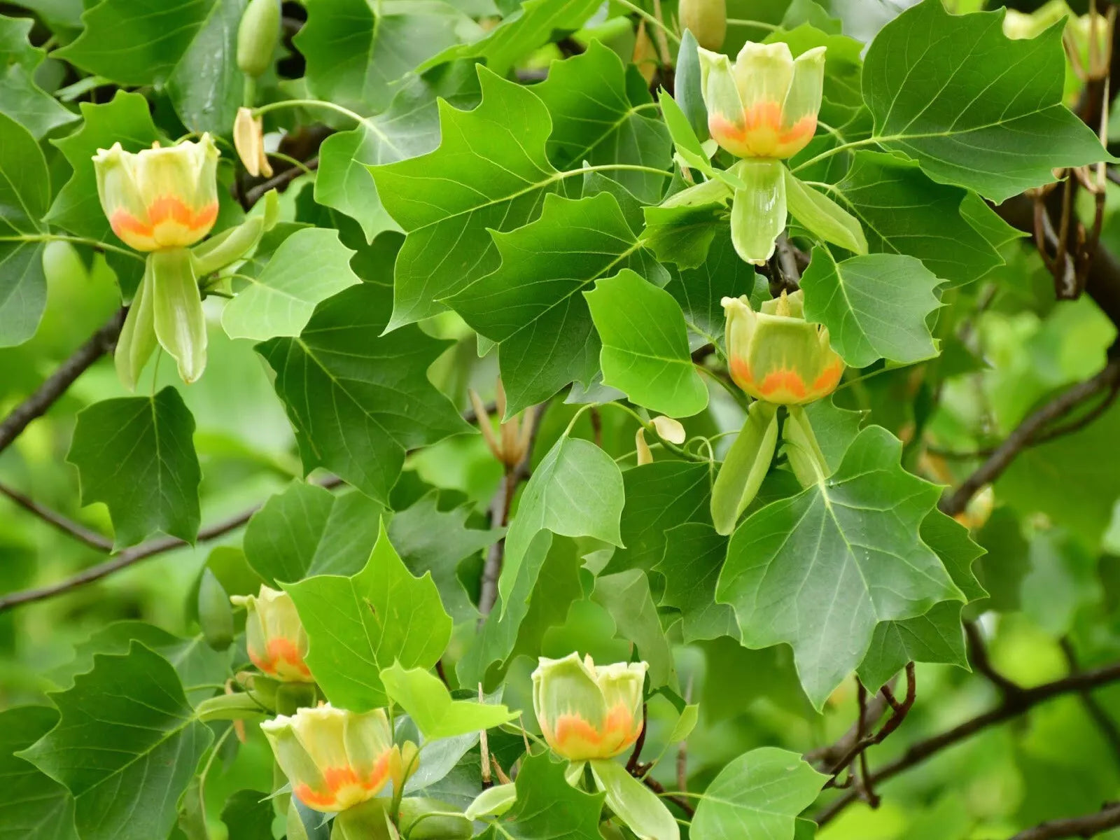 Tulip Poplar Live Tree 16-24 Inches Liriodendron tulipifera Bare Root Plant