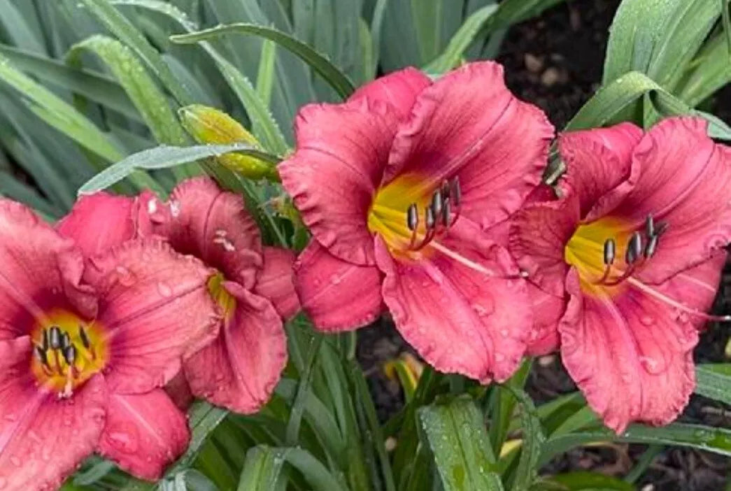 Rosey Returns Daylily (1 Bare Root Plant) - Hemerocallis, Low-Maintenance Perennial, Vibrant Red Pink Yellow Blooms, Outdoor Garden