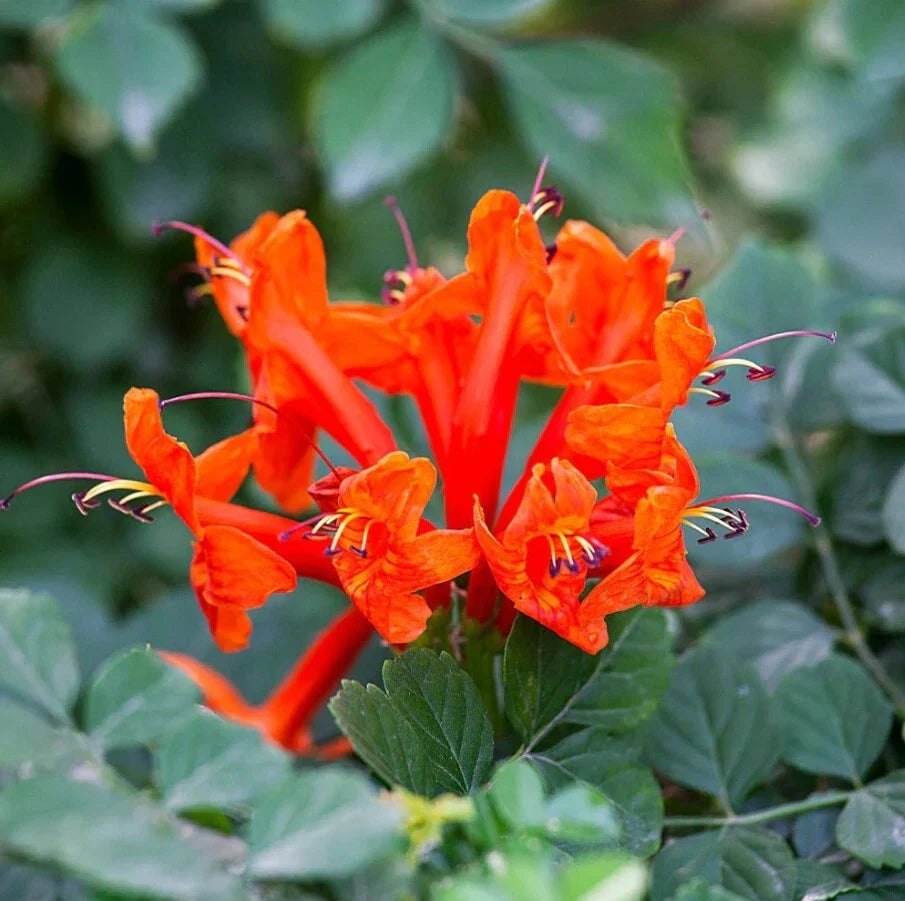 Orange Cape Honeysuckle Plant 8" - Tecoma capensis - Orange Vine Flowers - Climbing Starter for Garden