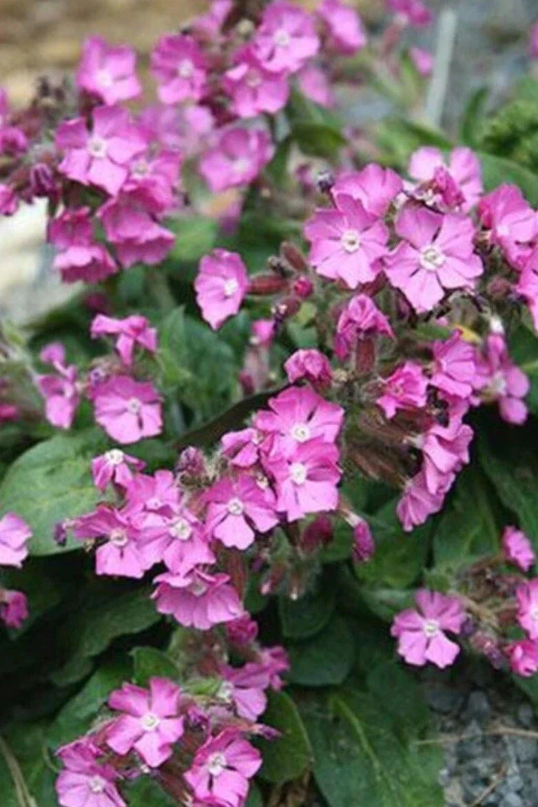 Rolly's Favorite Catchfly Plant - Bare Root, Pink Flowers, Perennial - Silene caroliniana - Outdoor Garden Addition, Easy to Grow