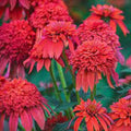 50 Echinacea Coneflower Seeds - Mandarin Double Scoop Perennial Flowers - Vibrant Garden Seeds