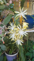 Yellow Epiphyllum Cutting 6"-8" Unrooted Fresh Possibly Fruhlings Gold (Epiphyllum spp.)