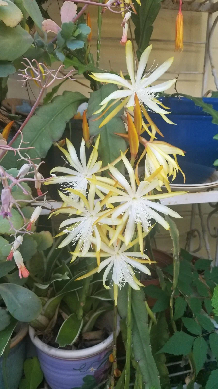 Yellow Epiphyllum Cutting 6"-8" Unrooted Fresh Possibly Fruhlings Gold (Epiphyllum spp.)