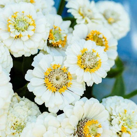 Zinnia Seeds 100 Pack Pumila White Heirloom Non-GMO Drought Tolerant for Moon Gardens