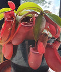 Nepenthes Lady Luck Pitcher Plant 2.5" Pot Rooted Carnivorous Plant