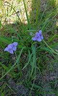 Live Widow's Tears Plants 5-Pack, Blue-Purple Blooms, Commelina spp., Native Southern Beauty, Shade-Loving, Rare Garden Flower