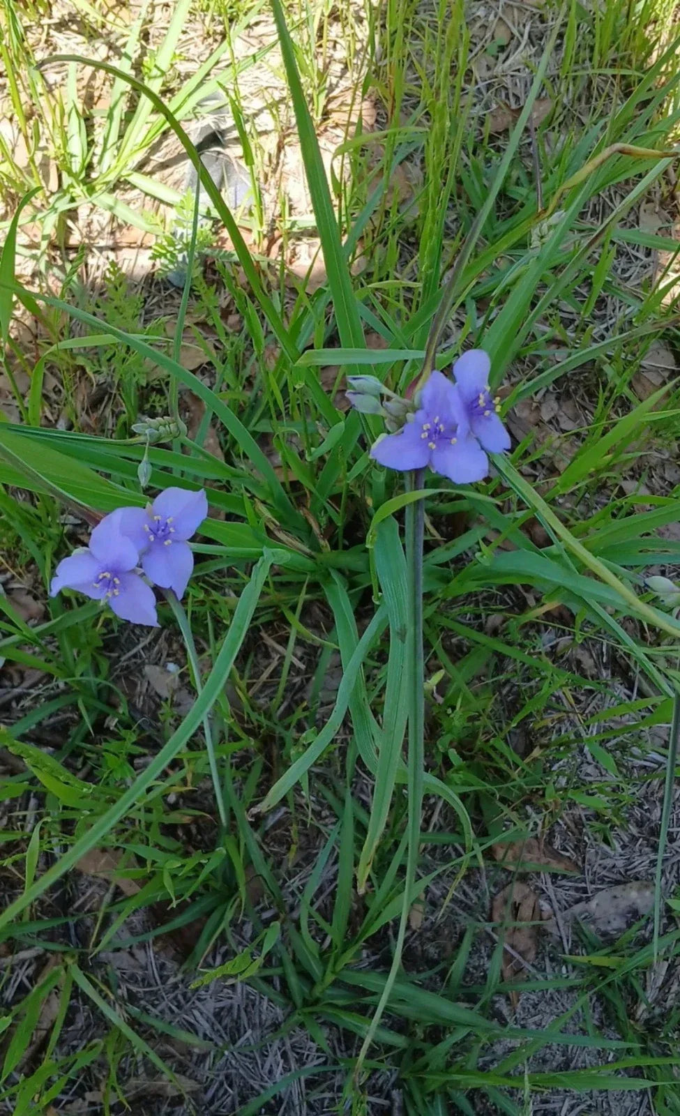 Live Widow's Tears Plants 5-Pack, Blue-Purple Blooms, Commelina spp., Native Southern Beauty, Shade-Loving, Rare Garden Flower