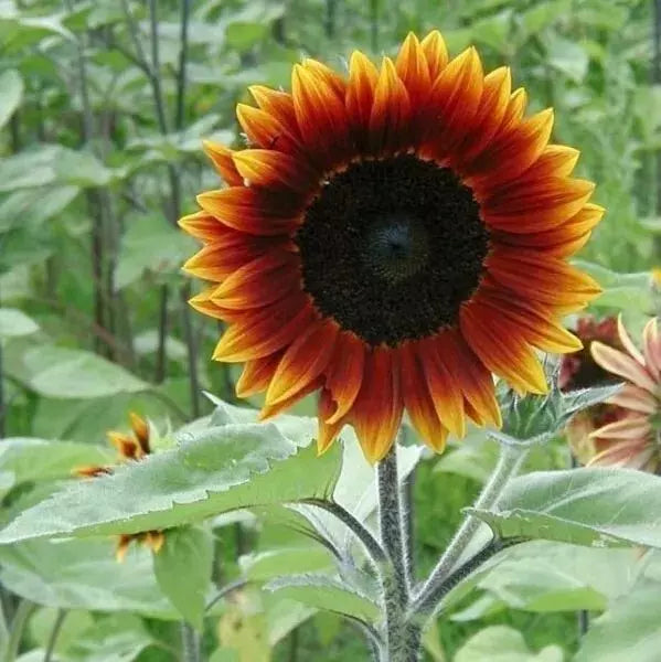 25 Heirloom Earthwalker Sunflower Seeds - Colorful Rare Variety - Helianthus annuus