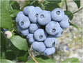 Talisman Blueberry Plant in 5.25" Pot | Edible Fast Growing Perennial with Big Berries | Vaccinium corymbosum